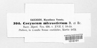 Coryneum microstictum image